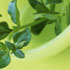 Herbal Remedies