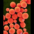 Identifying Fungal Infections